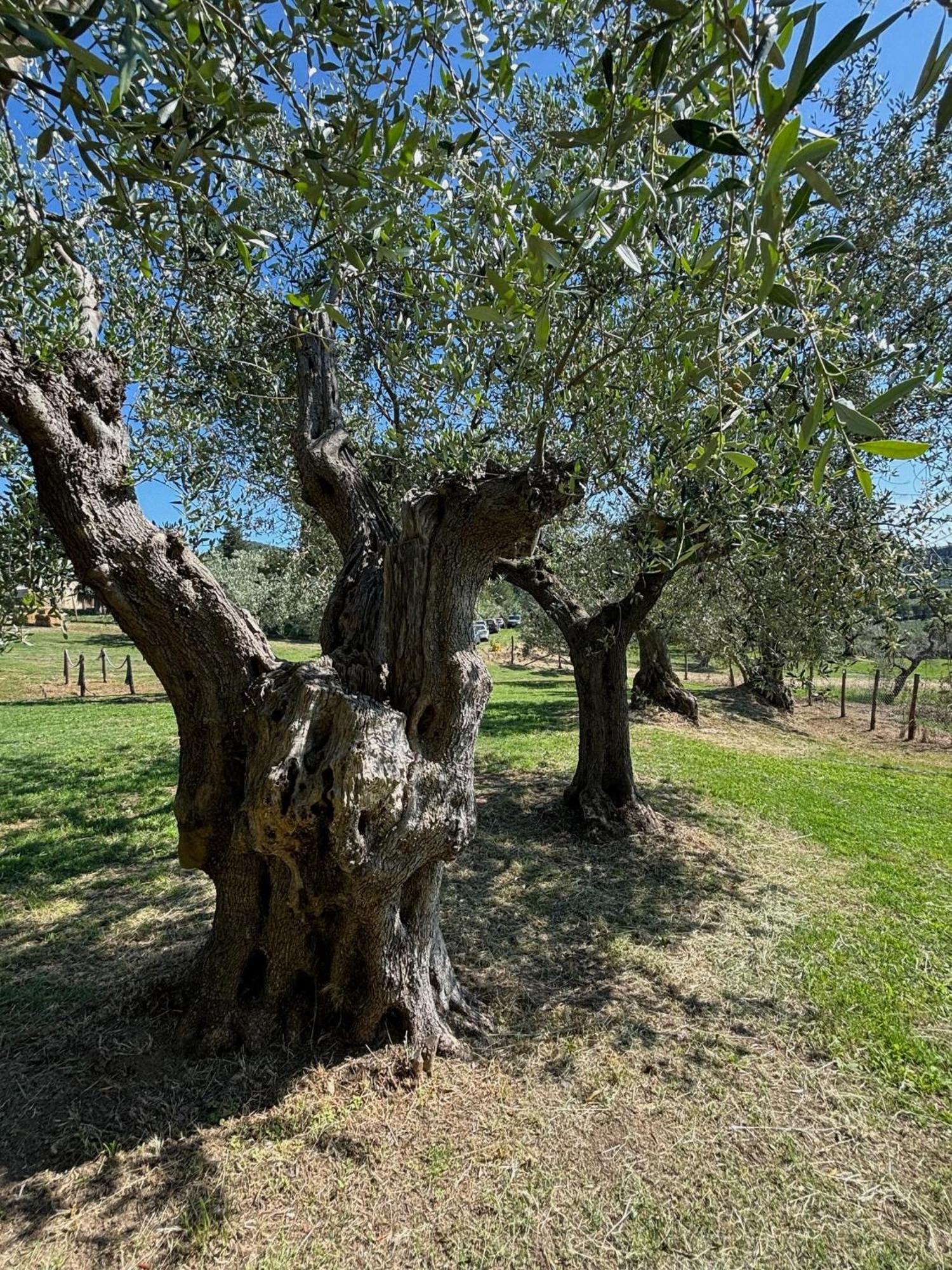 Relais Dei Molini Panzió Castagneto Carducci Kültér fotó
